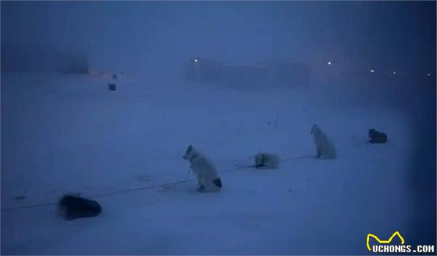 这是世界上最孤独、却最勇敢的雪橇犬！