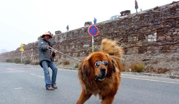 西藏这类动物曾为世界凶猛犬种，今“沦落”赚钱工具温顺呆萌