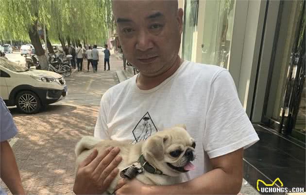 巴哥犬乖不乖巧？这5种表现，占一种就没养错，你养对了吗？