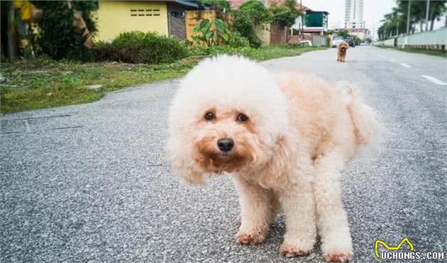 听说养“泰迪犬”时间长了，就会有这8种病！看看你身上有没有？