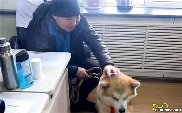 秋田犬走失很多天多亏警察细心照料？主人认领时告知，原为追求异性