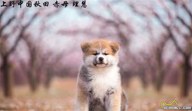 秋田犬什么时候开始训练较好