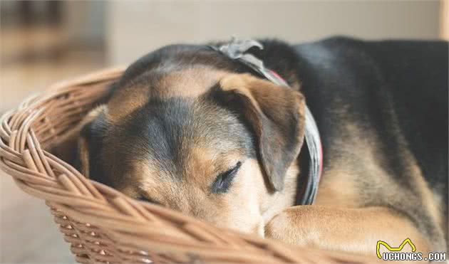 狗狗老年痴呆怎么治疗？照顾痴呆老年犬要注意什么？一篇文告诉你