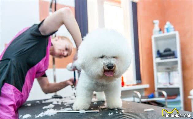 剃除犬毛发对狗狗有哪些危害呢？哪些情况能够剃除狗狗的毛发