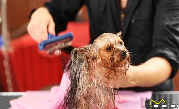 剃除犬毛发对狗狗有哪些危害呢？哪些情况能够剃除狗狗的毛发