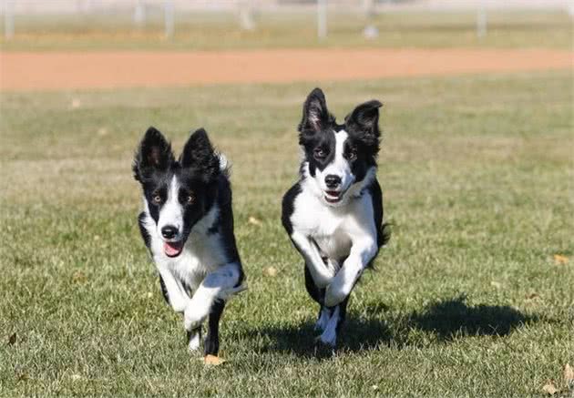 狗的智商排名表—边境牧羊犬No·1，快看你家狗排哪里吧