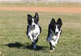 狗的智商排名表—边境牧羊犬No·1，快看你家狗排哪里吧