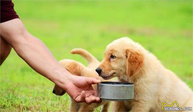 幼犬为什么不能吃全犬期犬粮？