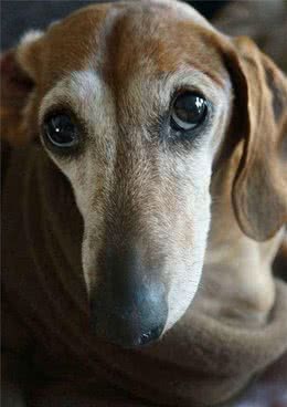 幼犬为什么不能吃全犬期犬粮？