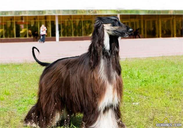 犬中贵族—阿富汗猎犬