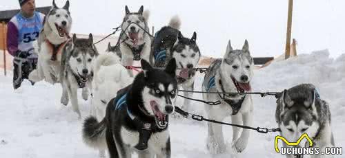 丹麦交通部将承认狗拉雪橇，能够合法上路，哈士奇犬们的春天来了