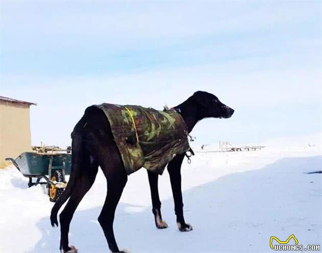 「清点中国犬种」本土犬其实不逊色，希望不要被遗忘