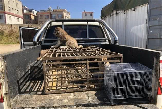 犬市：在成犬区域展示的哈士奇幼犬，比大狗更引人注目！