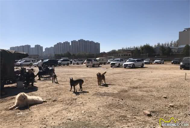 犬市：在成犬区域展示的哈士奇幼犬，比大狗更引人注目！