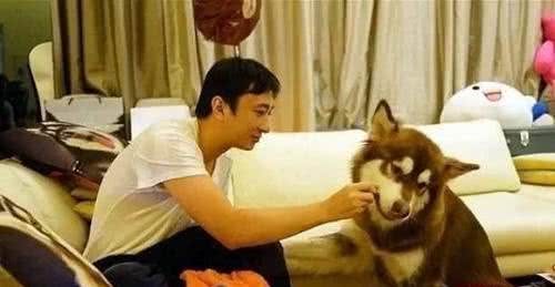 为什么绝大数网红犬都是阿拉斯加犬？原因有6个