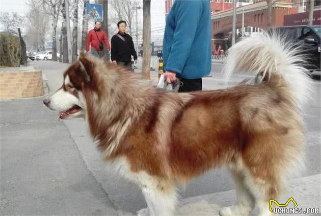 为什么绝大数网红犬都是阿拉斯加犬？原因有6个