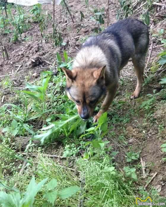 聪明土狗误食老鼠药，自己寻找催吐植物自救，保住小命