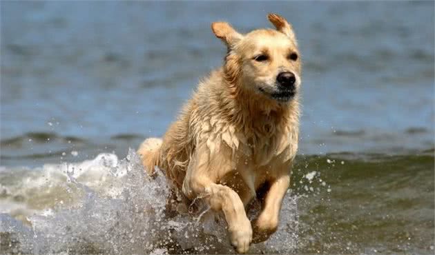 金毛犬吃什么毛色好金毛犬的美毛方法