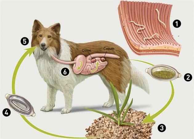 狗狗夏天才需要驱虫？春天寄生虫爆发，三个方法让狗远离虫子
