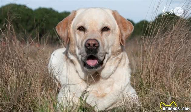 犬类的人工授精养狗的你必须懂