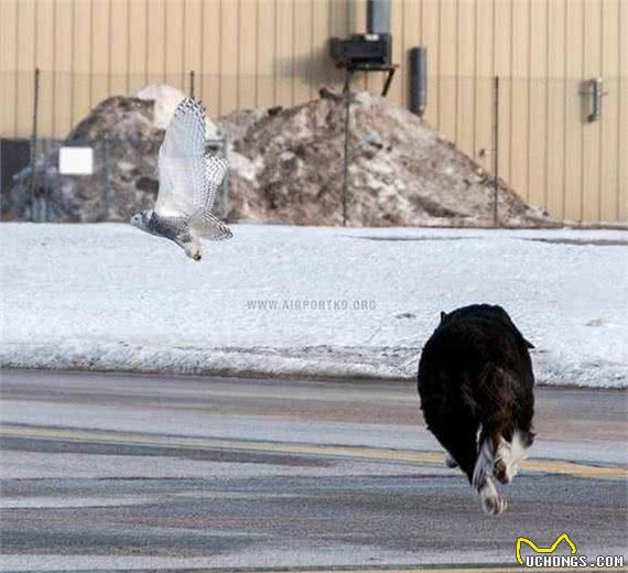 驱鸟犬、嗅探犬、濒危动物探测犬除了你常见的，它们的工作还很多