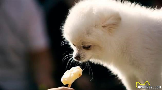 饲养博美犬要注意，这7个饮食误区不要踩，会让狗狗的身体“坏掉”