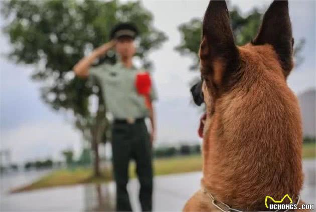 一生几乎都献给工作，警犬退役后，最终的归宿是哪里？