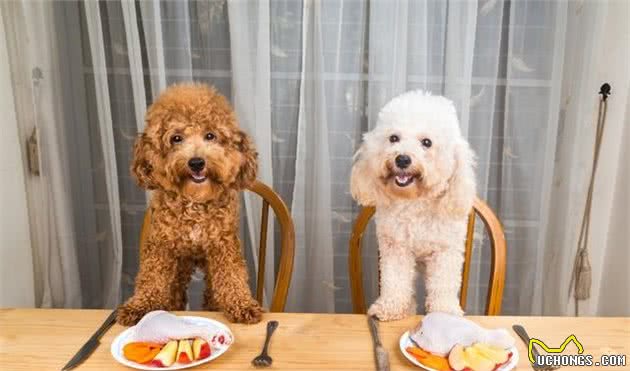 贵宾犬其实都是机灵鬼，优点多到爆，不养你就后悔了