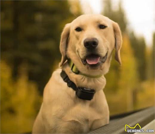 拉布拉多犬的缺陷总结，了解它的缺陷后，你还愿意饲养它吗