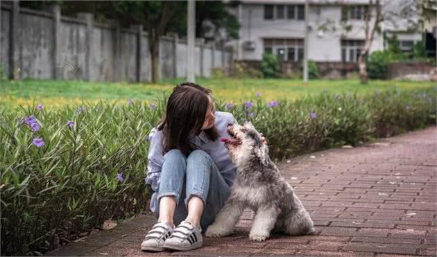 宠物养护知识：狗狗眼睛红肿的原因，可能比你想象的要简单