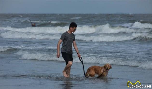 狗狗的夏天非常难过？这四招能够帮狗狗降温，拥有舒适的夏天