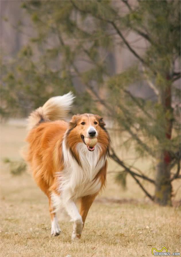 适合家养的大型犬排名，特别适合楼房饲养的大型犬有你家宝贝吗