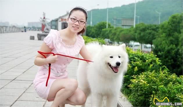 适合家养的大型犬排名，特别适合楼房饲养的大型犬有你家宝贝吗