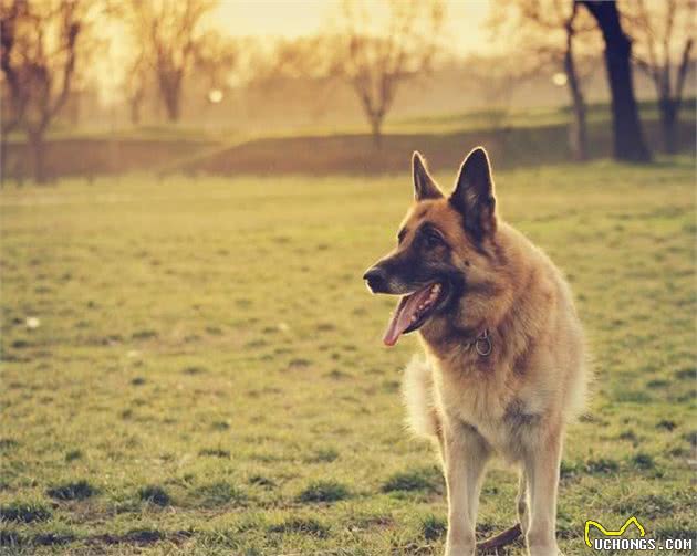 适合家养的大型犬排名，特别适合楼房饲养的大型犬有你家宝贝吗