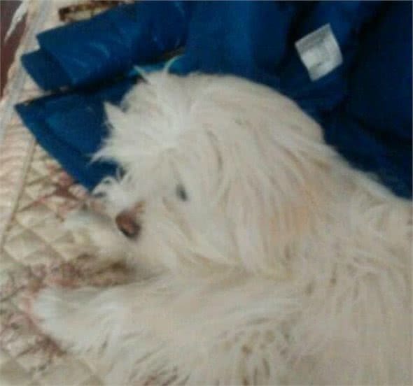 狗狗最爱待的就是我的床,今天狗狗走了,医生说了原因,好想哭