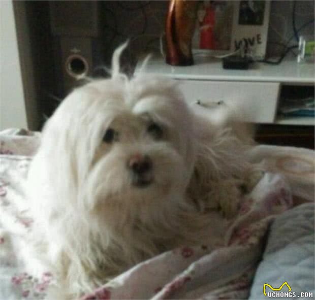 狗狗最爱待的就是我的床,今天狗狗走了,医生说了原因,好想哭