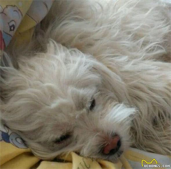 狗狗最爱待的就是我的床,今天狗狗走了,医生说了原因,好想哭