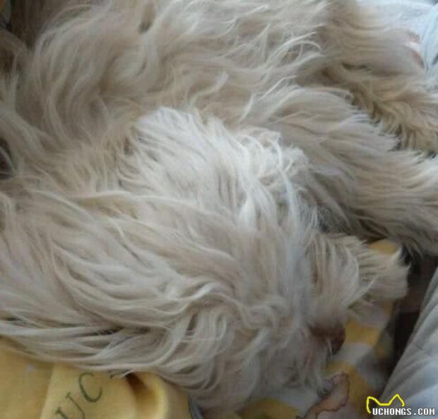 狗狗最爱待的就是我的床,今天狗狗走了,医生说了原因,好想哭