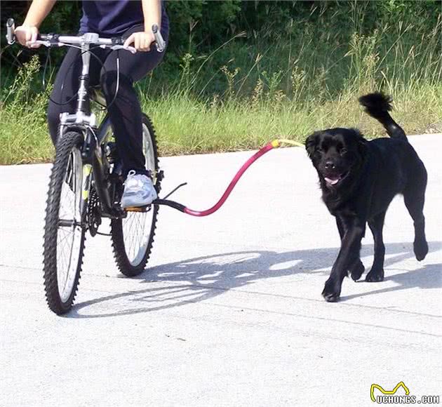 想要带着狗狗一起骑车，你需要了解这八点，保护自己和狗狗的安全