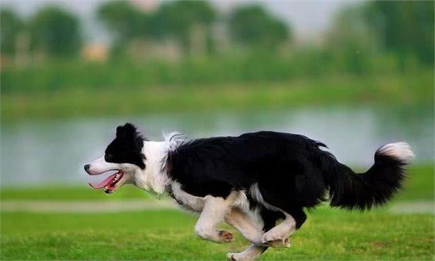 养狗人最爱选择的犬种-边境牧羊犬