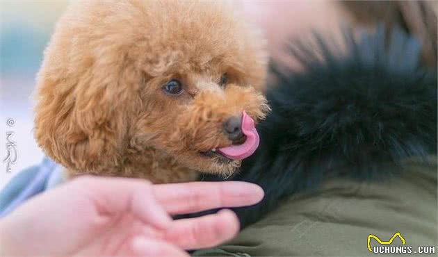 贵宾犬虽爱舔人，但舔这些地方，实际上是有事要告诉你！