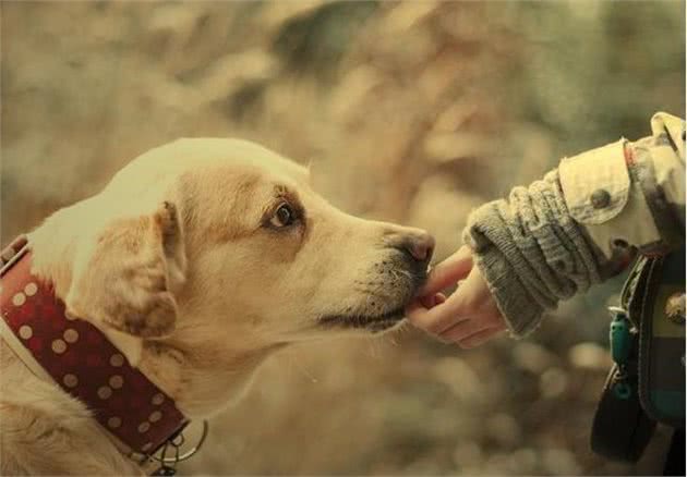 影响犬饲料安全的因素及控制方法？确保军（警）犬饲料可靠安全