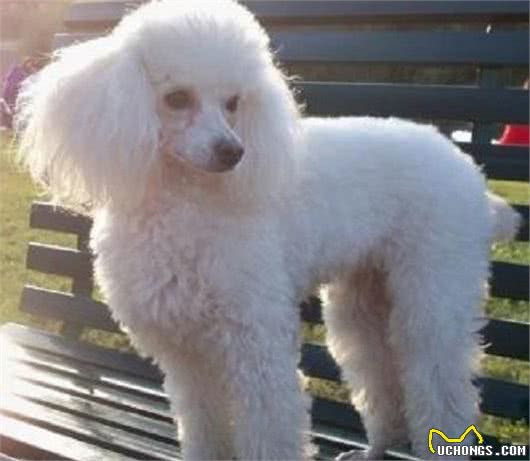 科普泰迪犬（贵宾犬Poodle）毛发护理常识