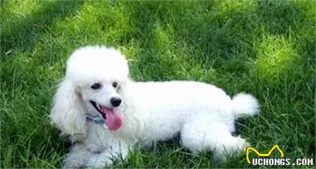 科普泰迪犬（贵宾犬Poodle）毛发护理常识