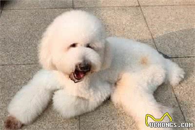 科普泰迪犬（贵宾犬Poodle）毛发护理常识