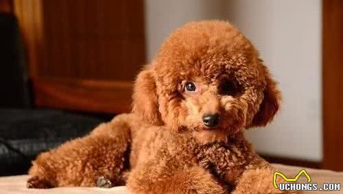 科普泰迪犬（贵宾犬Poodle）毛发护理常识