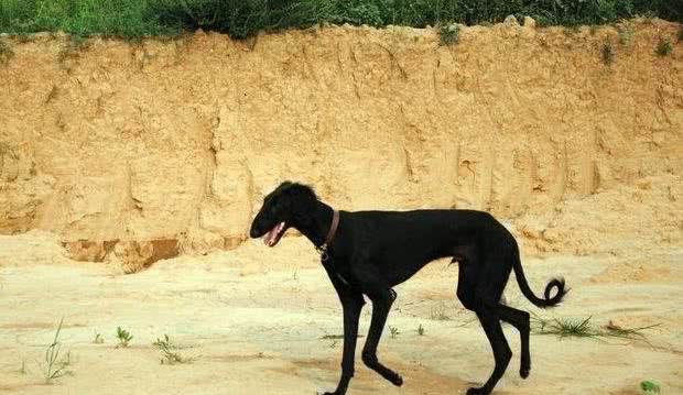 中华名猎-康熙御犬，河北细狗！