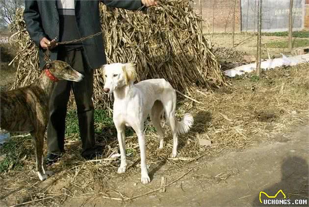 中华名猎-康熙御犬，河北细狗！