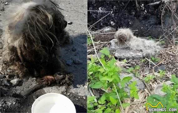 遭繁殖场丢弃的玛尔济斯犬四周流浪屎尿覆盖全身