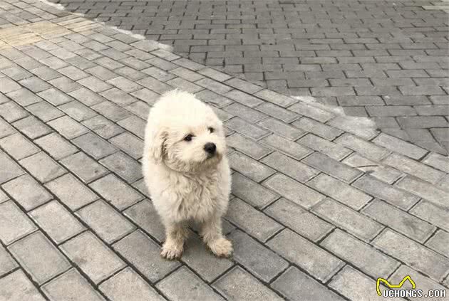 捡到一只流浪幼犬，在没有狗妈妈的情况下，应当如何照顾它？